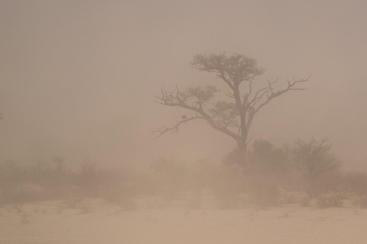Harmattan à Bamako: un nuage de poussière qui révèle la fragilité des sols
