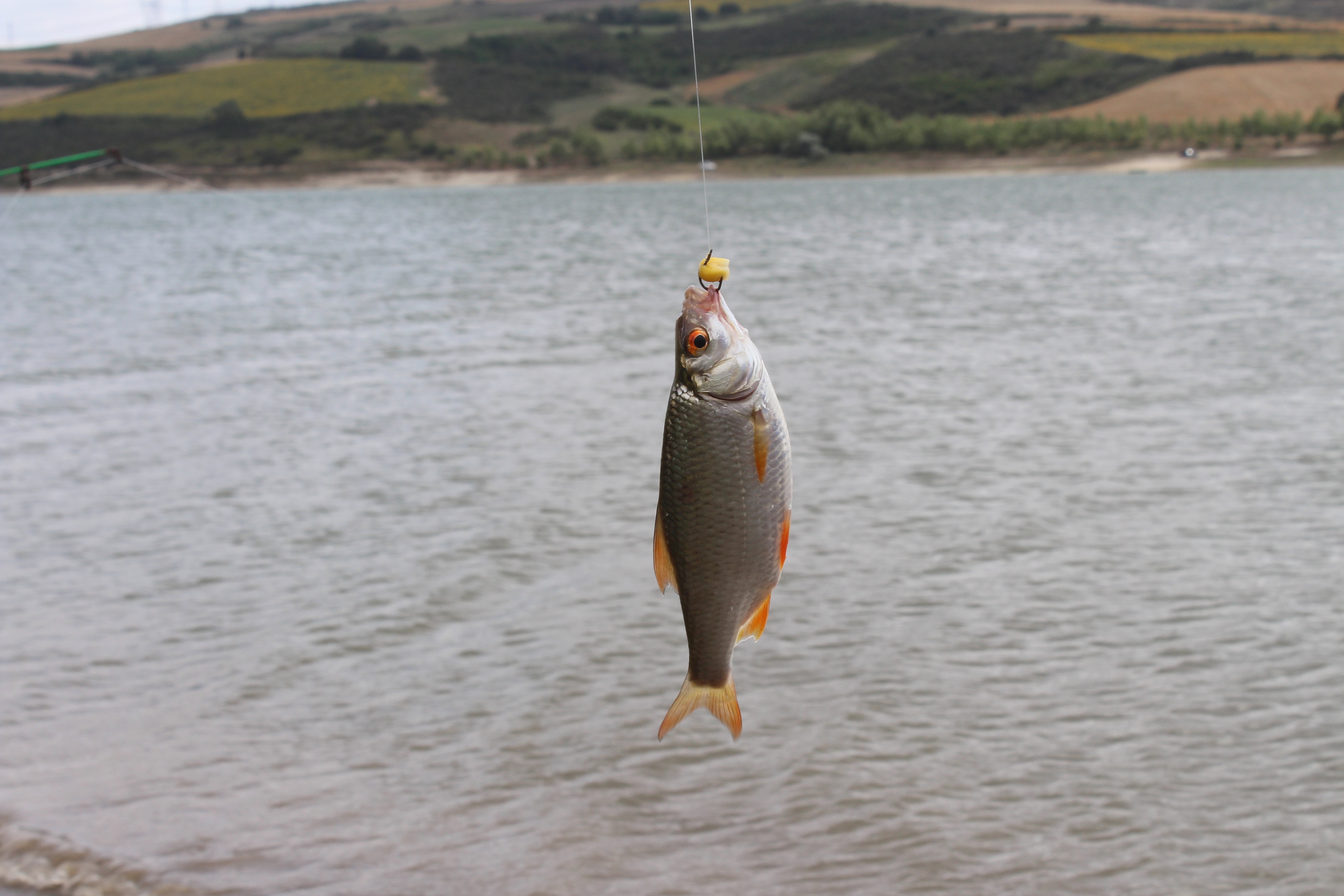 Poissons migrateurs d’eau douce : une crise silencieuse menace rivières et communautés
