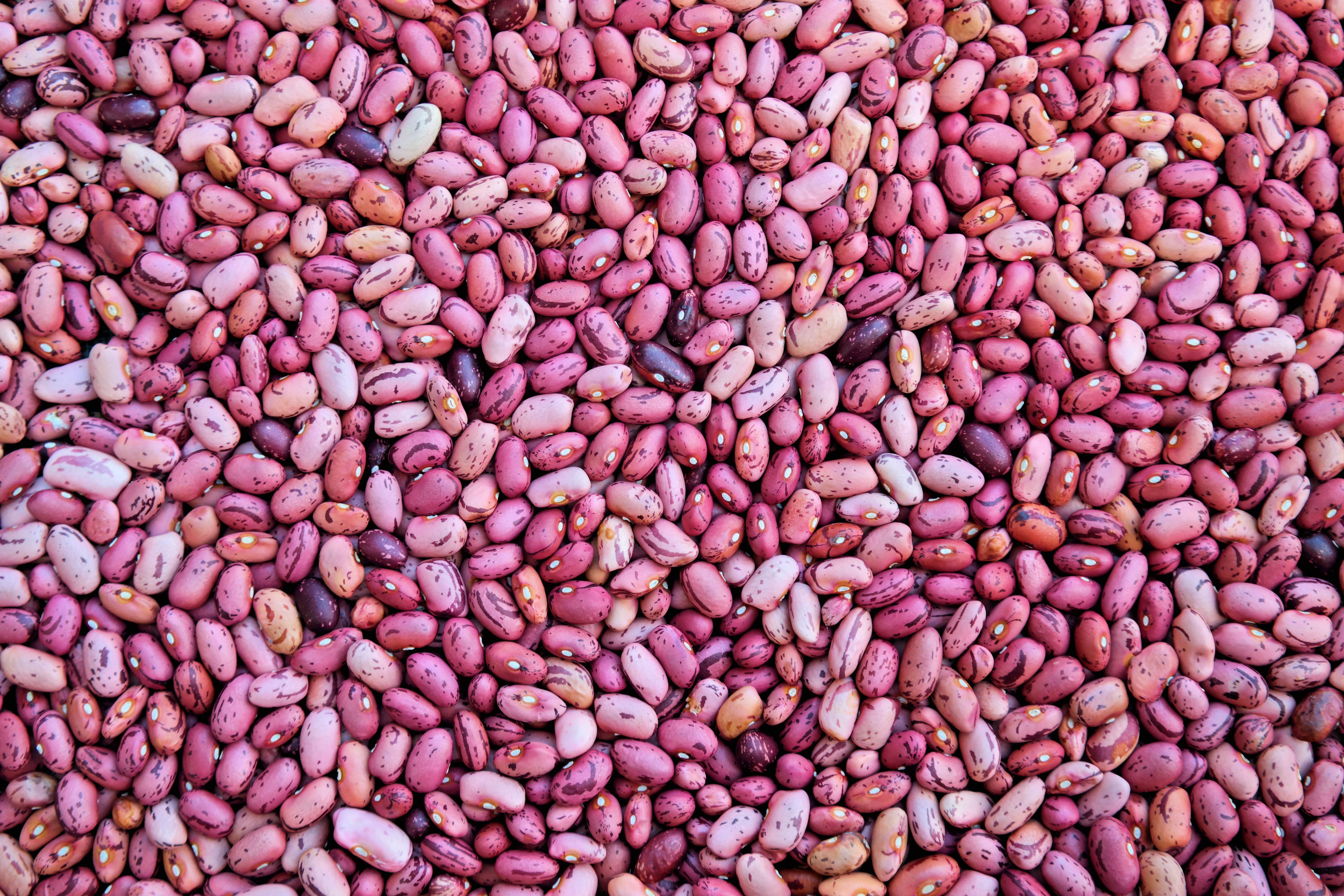 Le haricot au Mali : un allié discret mais vital contre la malnutrition